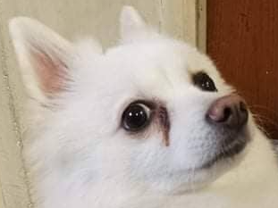 Alapértelmezett logó